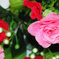 искусственные цветы азалия цвета светло-розовый с красным 54