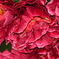 искусственные цветы пион цвета бордовый 61