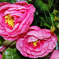 искусственные цветы подставка камелии цвета розовый 5